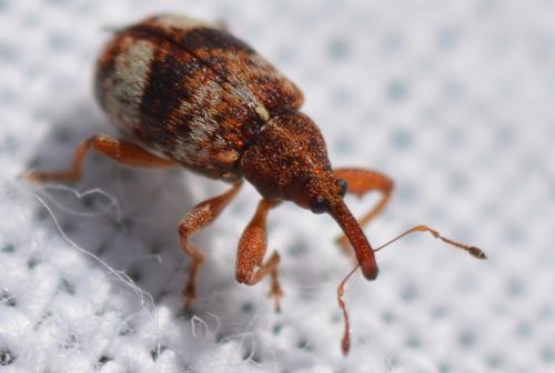 Réf. 306 065 : Anthonomus pedicularius